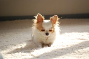 貧血ぎみ,眠気,食後.原因,対処法,関係