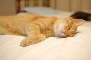 貧血,アルコール,対処法,低血圧,ビタミン