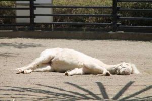 低血圧,めまい,ストレス,対処法,起立性低血圧