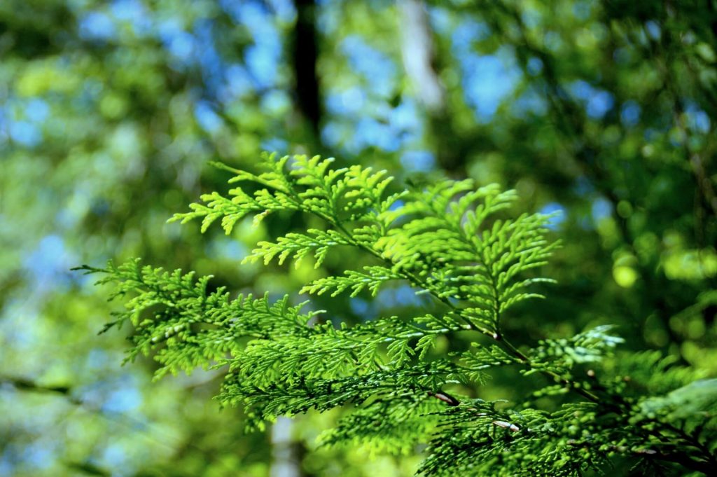 ヒノキ花粉 症状
